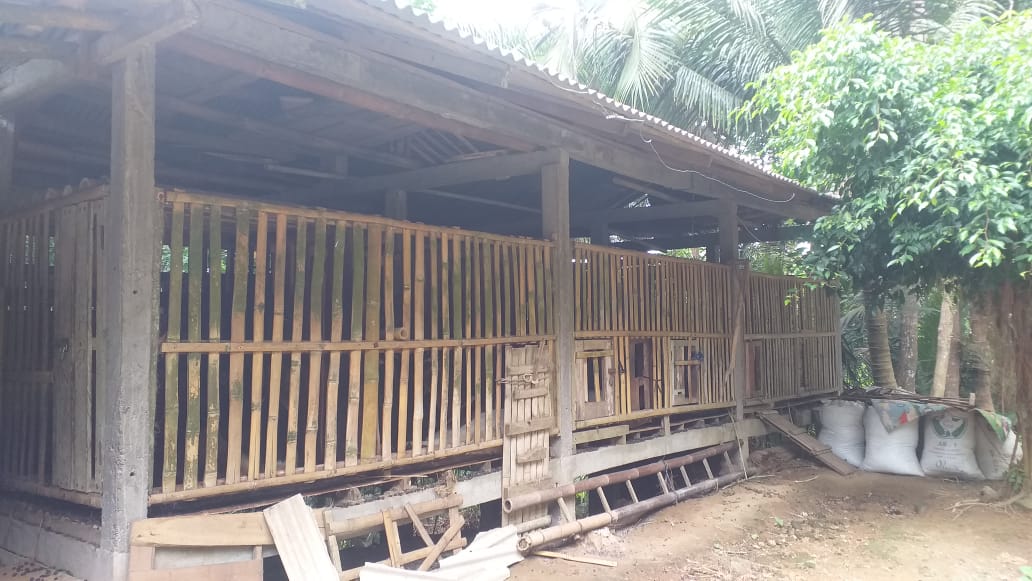 Beternak Kambing Bligon Super